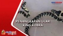 Warga Tangkap 2 Anak Ular King Kobra di Mamasa