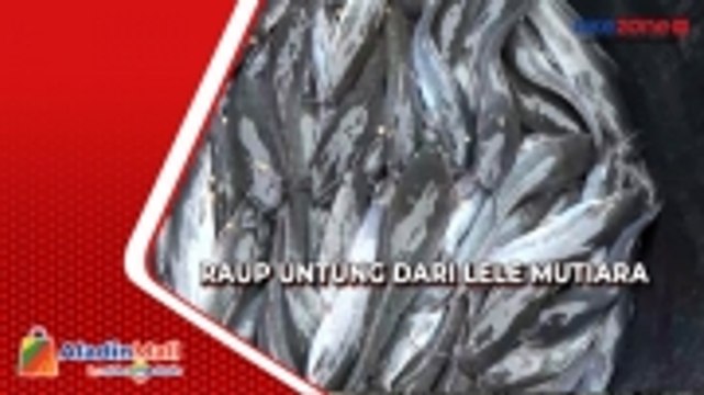Pria di Cilacap Raup Untung dari Budi Daya Lele Mutiara, Omzet Puluhan Juta ketika Panen