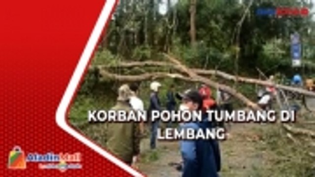 Pengendara Motor Tewas Tertimpa Pohon Tumbang di Lembang