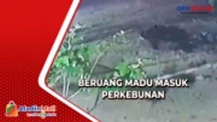 Makanan di Habitat Habis, Beruang Madu Masuk Perkebunan Warga di Rokan Hilir