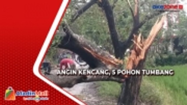 Hujan Deras Disertai Angin Kencang, 5 Pohon Tumbang Tutupi Jalan di Indramayu