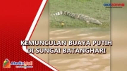 Heboh! Warga Pesisir Sungai Batanghari Jambi Dikejutkan dengan Penampakan Buaya Putih