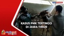 Ratusan Sapi Kembali Terpapar PMK di Jawa Timur