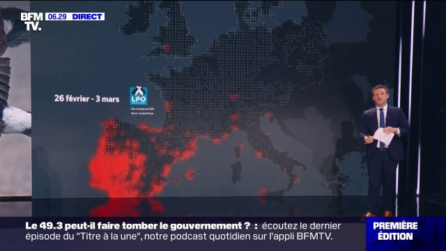 Les hirondelles sont bien présentes autour de la Méditerranée et dans l'ouest de la France