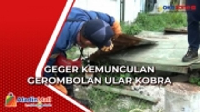 Kemunculan Gerembolan Ular Kobra Gegerkan Pekerja Pabrik di Cimahi