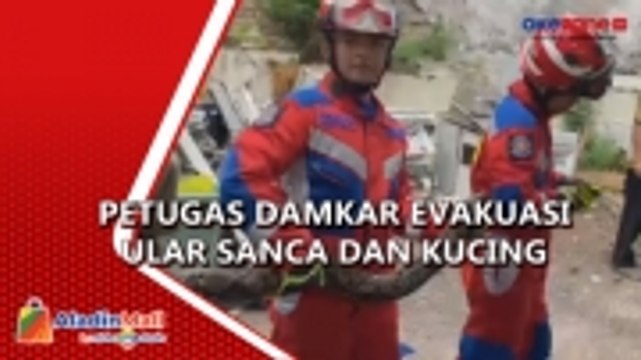 Dramatis, Petugas Damkar Evakuasi Ular Sanca dan Kucing di Pulogadung