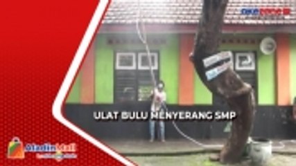Ulat Bulu Serang SMP Puri di Mojokerto, Siswa Terpaksa Belajar Daring