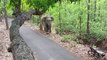 Viral video :  हाथी की चिंघाड़ सुनकर  बाईक छोड़ पेड़ पर चढ़ा युवक,  बाईक को क्षतिग्रस्त किया हाथी ने