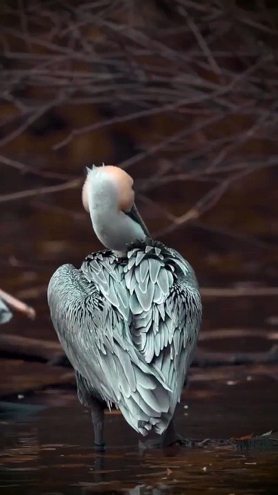 Amazing birds captured in camera