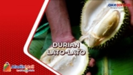 Memiliki Daging Buah yang Tebal, Inilah Durian Lato-Lato di Lumajang
