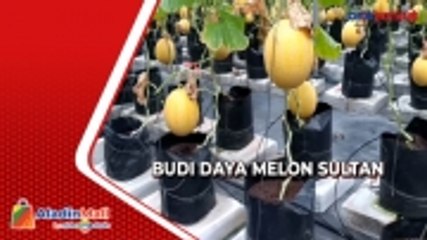 Manfaatkan Lahan, Santri di Pangandaran Berhasil Budi Daya Melon Sultan