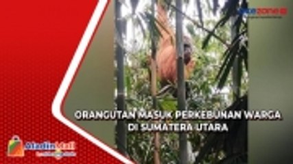 Warga di Sumatera Utara Tangkap Orangutan yang Masuk ke Perkebunan