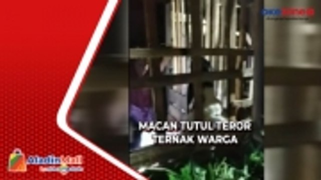 Tujuh Ekor Kambing Mati dengan Luka Gigitan di Jepara Jateng