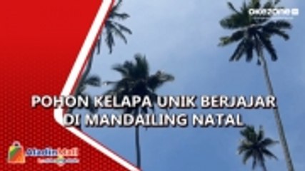 Penampakan Sejumlah Pohon Kelapa Unik Berjajar di Mandailing Natal