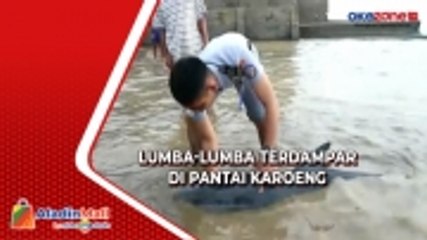 Diduga Sakit, Lumba-Lumba Hidung Botol Terdampar di Pantai Karoeng Pandeglang