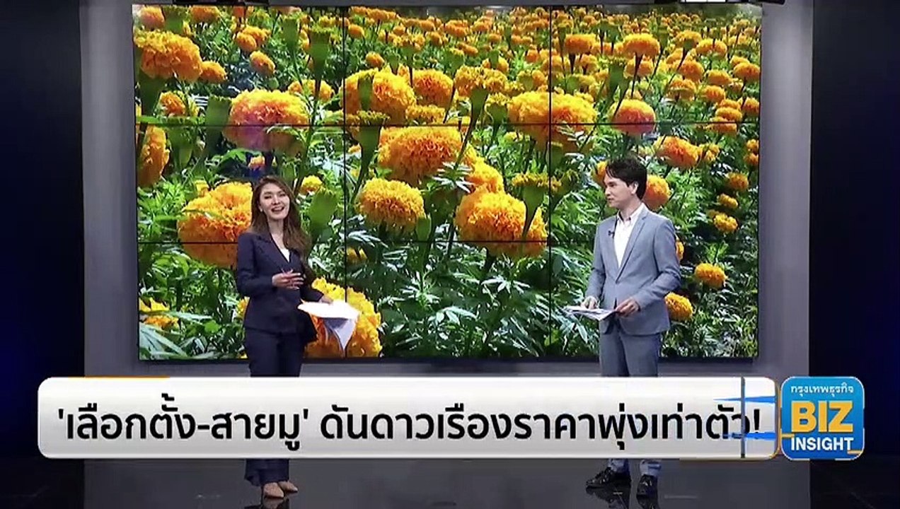 ‘เลือกตั้ง-สายมู’ ดันดาวเรืองราคาพุ่งเท่าตัว!
