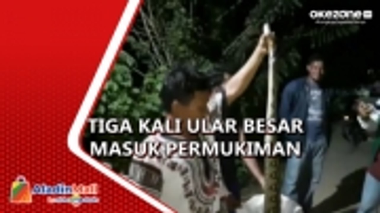 Ular Piton 3 Meter Masuk Permukiman di Kendari