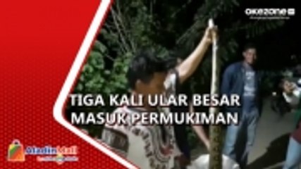 Ular Piton 3 Meter Masuk Permukiman di Kendari