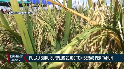 Pulau Buru di Maluku Surplus 20.000 Ton Beras Per Tahun