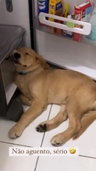 Falling Asleep In The Fridge