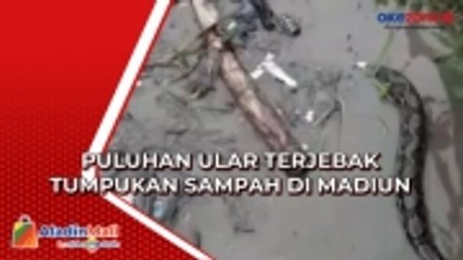 Terbawa Banjir, Puluhan Ular Terjebak Tumpukan Sampah di Madiun