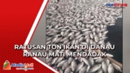 Ratusan Ton Ikan di Danau Ranau Mati Mendadak, Petani Merugi Miliaran Rupiah
