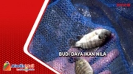 Berdayakan Pemuda Papua, Pemerintah Ajak Budi Daya Ikan Nila
