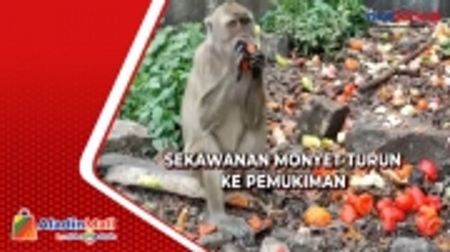 Warga Khawatir, Sekawanan Monyet Ekor Panjang Turun ke Pemukiman di Cilegon