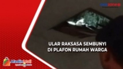 Download Video: Ngeri, Ular Piton Raksasa Sembunyi di Plafon Rumah Warga Tangerang