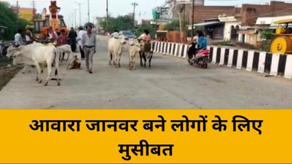 बांदा: आवारा जानवरों के चलते बढ़ रहे सड़क हादसे, लोग बोले इसका कारण है जिले के जिम्मेदार