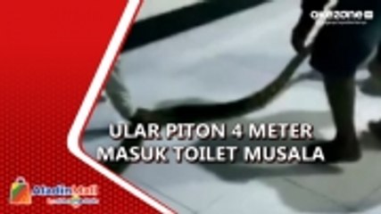 Ular Besar Masuk Toilet Musala Gegerkan Warga di Sidoarjo