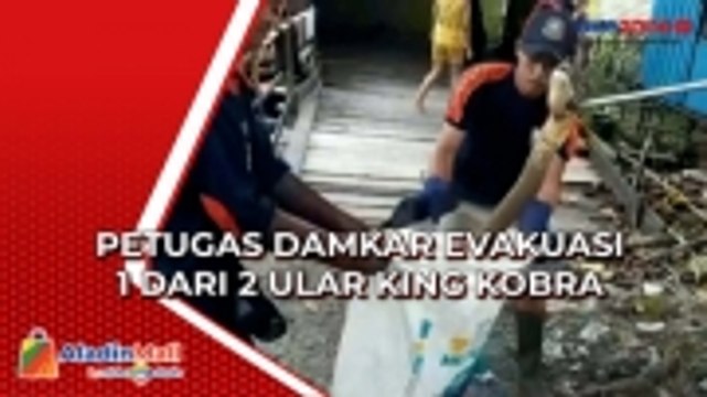 Satu dari Dua Ular King Kobra Dievakuasi Petugas Damkar Palangkaraya, Kalimantan Tengah