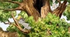 Angelina Ballerina Angelina Ballerina S02 E003 The Old Oak Tree