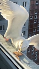 Some Birds More Successful Than Others at Grabbing Cookies