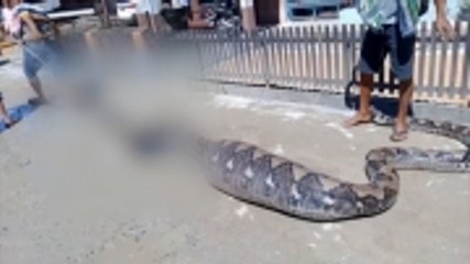 Warga Tangkap Ular Piton Raksasa Usai Memangsa Kambing di Mandailing Natal