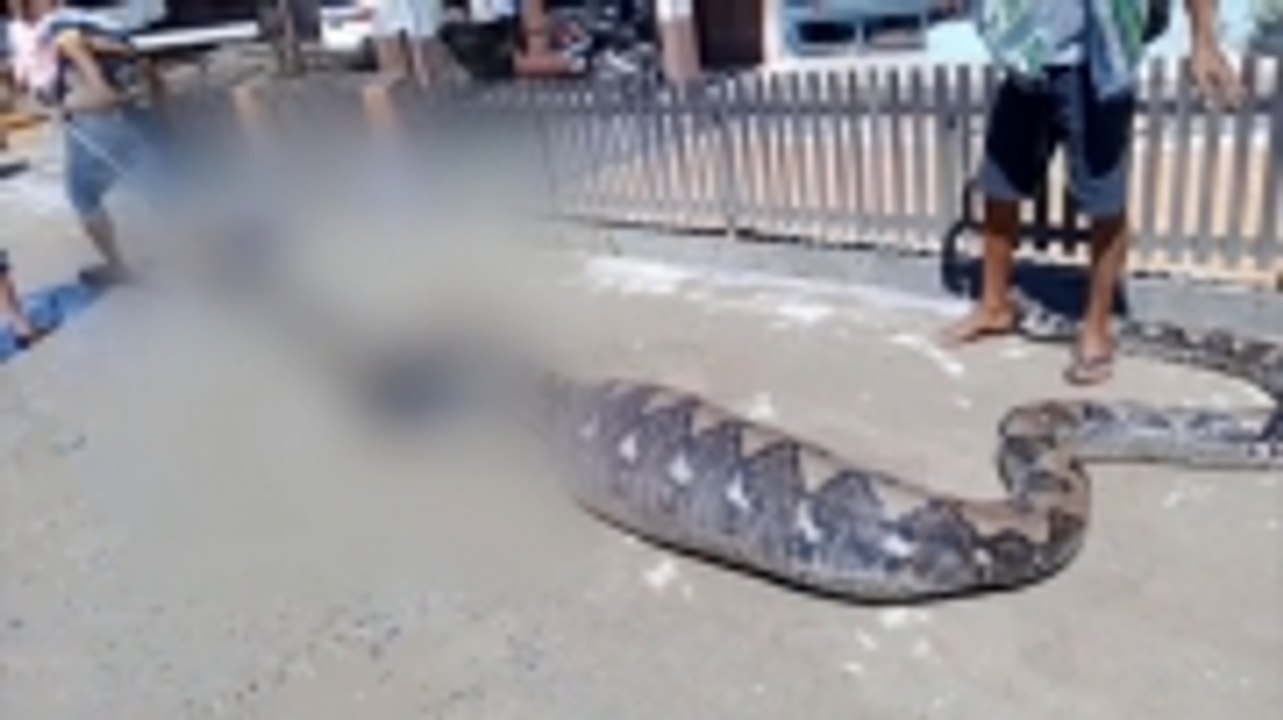 Warga Tangkap Ular Piton Raksasa Usai Memangsa Kambing di Mandailing Natal
