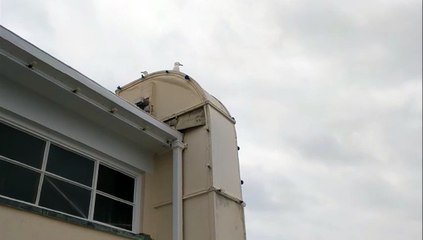 Seagulls swooping near Worthing Pier
