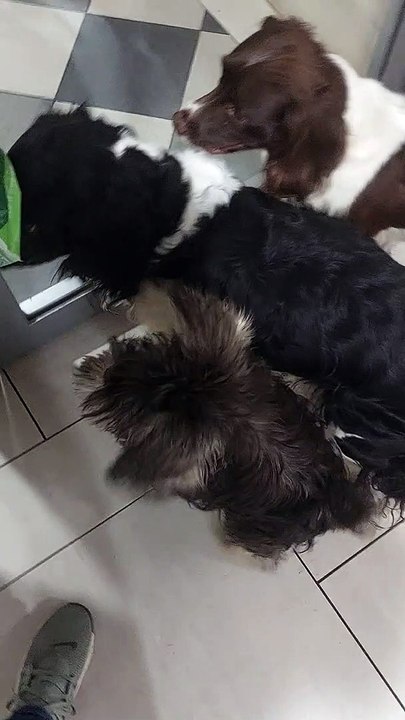Miniature Schnauzer Life. The noises dogs make