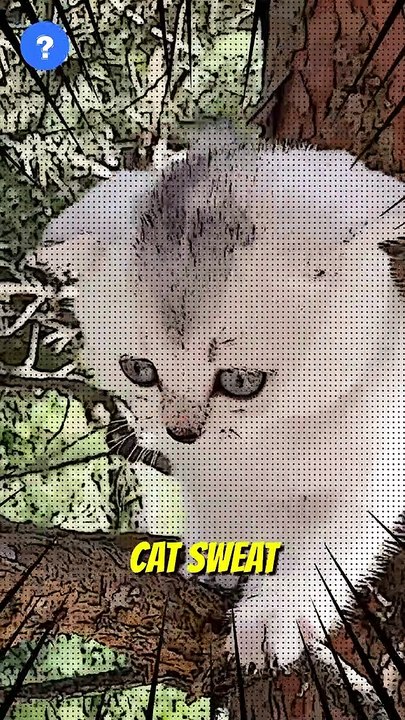 என்ன Cats இங்க தான் வேர்க்குமா?