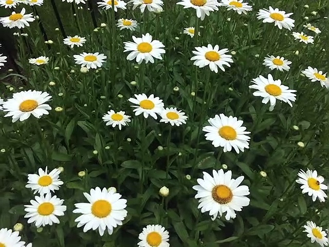 Pexels Videos 1745695.mp4