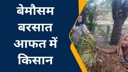 झाबुआ: बेमौसम बरसात बनी किसानो के लिए आफत,होगा लाखो का नुकसान