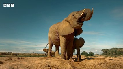 Baby elephants play in the sand - Serengeti - BBC