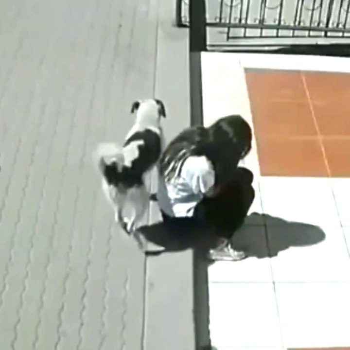 Cute girl Funny Dog |Baby Dog And Mankey Fight #Animalsvideo#Funnyanimals