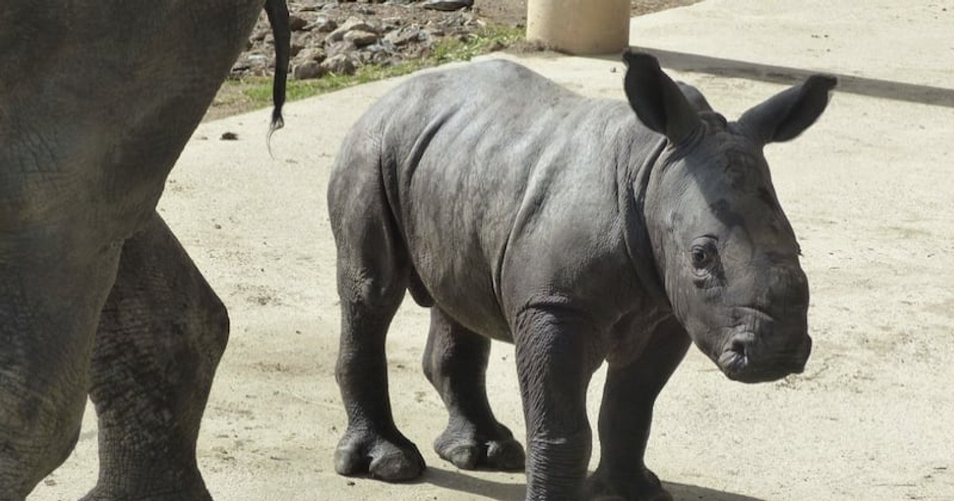 Safari de Peaugres : naissance exceptionnelle d'un bébé rhinocéros blanc en Ardèche