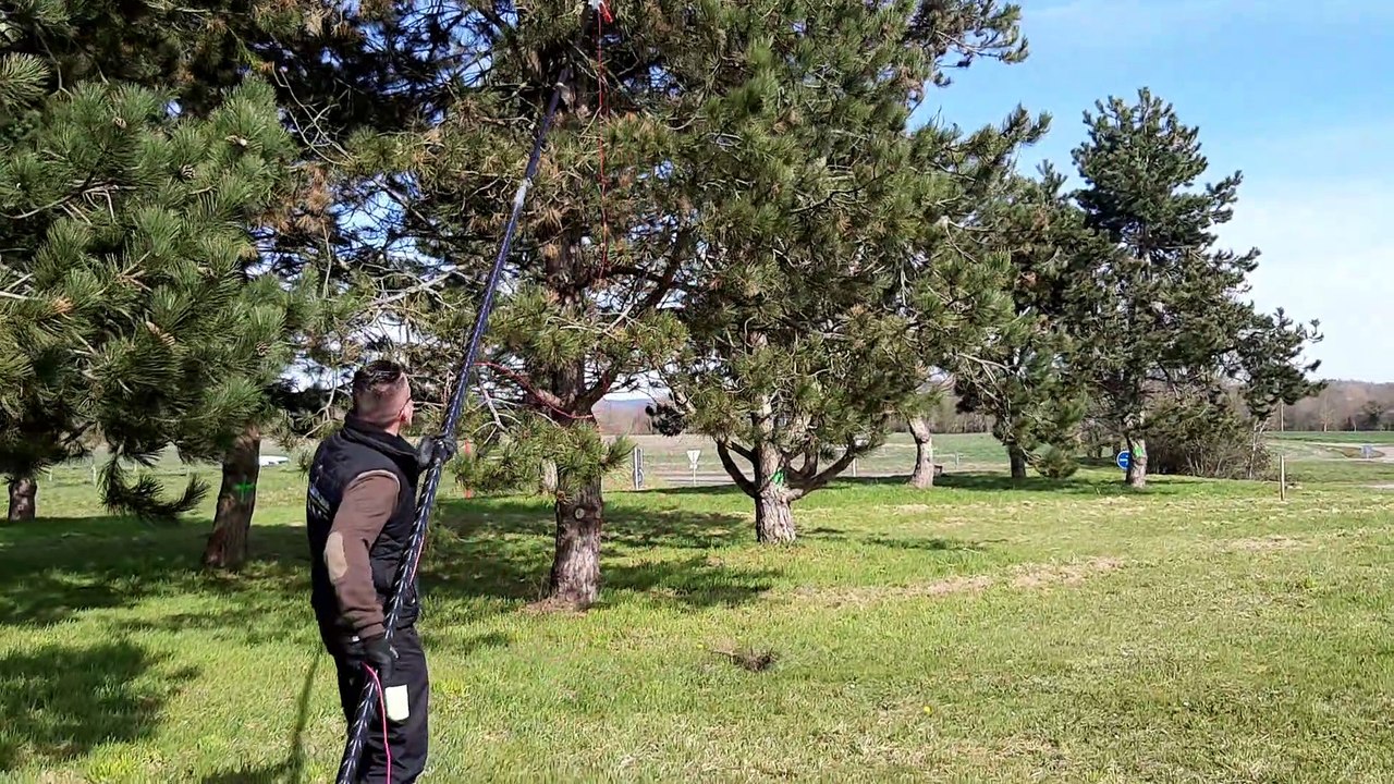 Lutte contre les chenilles processionnaires à Alençon.