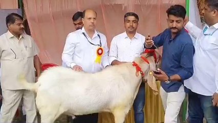 110 किलो का बकरा जिसकी कीमत सुनकर उड़ जाएंगे आपके होश, देखें वीडियो