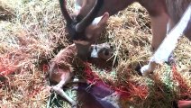 Incredibly rare birth wows zoo guests