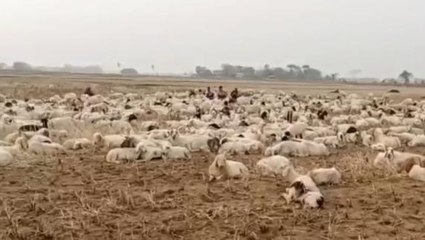 পূর্ব বর্ধমান:মাঠজুড়ে শয়ে শয়ে পড়ে রয়েছে মৃতদেহ! ভেড়ার রহস্যমৃত্যুতে চাঞ্চল্য