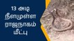 கோவை: 13 அடி நீளமுள்ள ராஜநாகம் மீட்பு-பெரும் பரபரப்பு வீடியோ