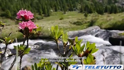 Video News - GIOVANE IMPRENDITORE AGRICOLO